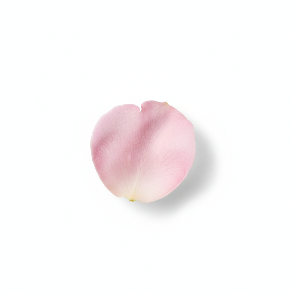 Pink Rose Petal
